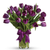 Passionate Purple Tulips