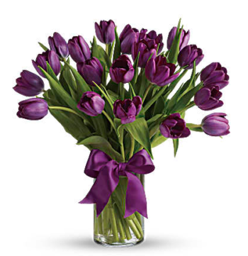 Passionate Purple Tulips